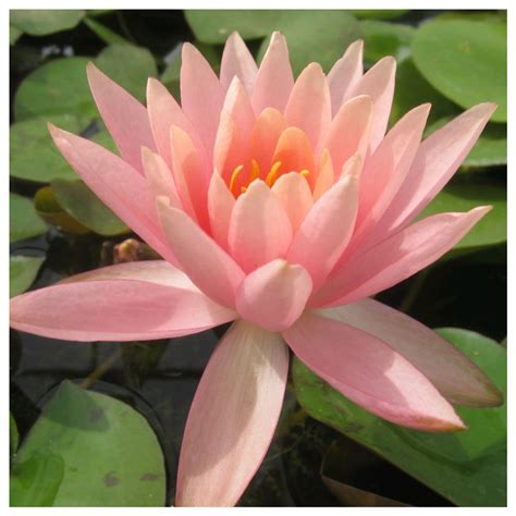 Nymphaea Colorado Pink Water Lily Uk Grown Direct Delivery