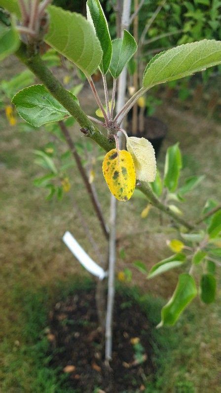 Yellowing Leaves Fiesta Apple Tree — Bbc Gardeners World Magazine