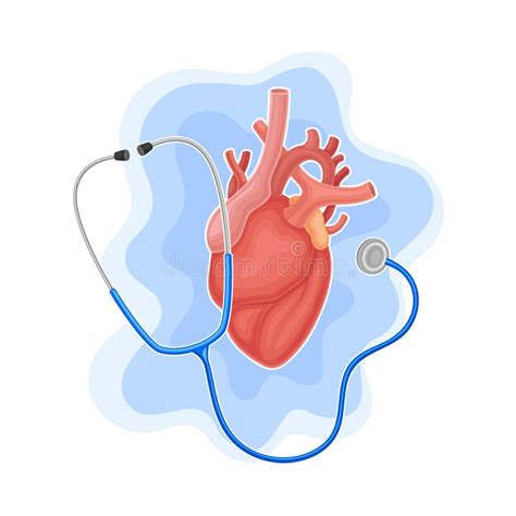 Heart And Stethoscope As Medical Equipment For Heartbeat Examination