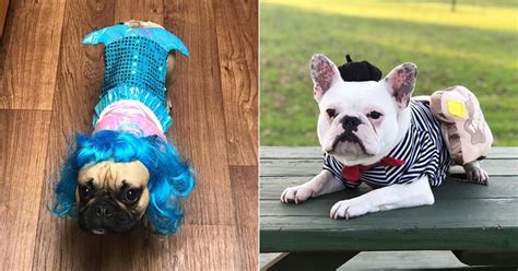 How To Dress French Bulldogs