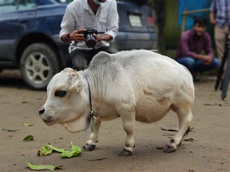 ‘worlds Smallest Cow Draws Huge Crowds In Bangladesh The Independent