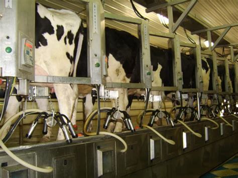 Udder Disinfection System Developed For Cotswold Dairy Equipment