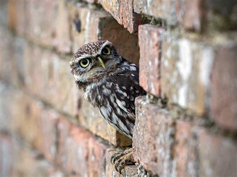 鳥種図鑑 フクロウって飼えるの？cmでもおなじみ、コキンメフクロウの魅力｜anicom You（アニコムユー）