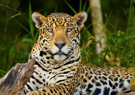 Save Habitat For Jaguars Rainforest Trust