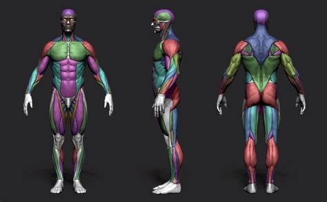It is the most complete reference of human anatomy available on web, ipad, iphone explore over 6700 anatomic structures and more than 670 000 translated medical labels. Pascal ACKERMANN - Anatomy Male Tool Reference for Artists