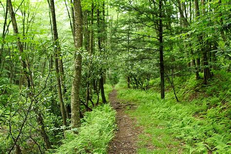 Forest Trail Seneca Forest Trails Nature Hd Wallpaper Pxfuel
