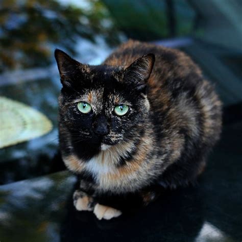 20 Cool Pictures Of Calico Cats Cats Cat Breeds Pretty Cats