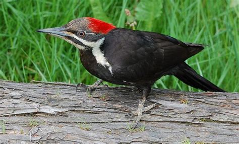 7 Types Of Woodpeckers In Pennsylvania And The Northeast Owlcation