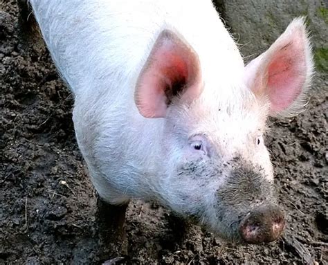 Large White Pig Yorkshire History Characteristics And Facts
