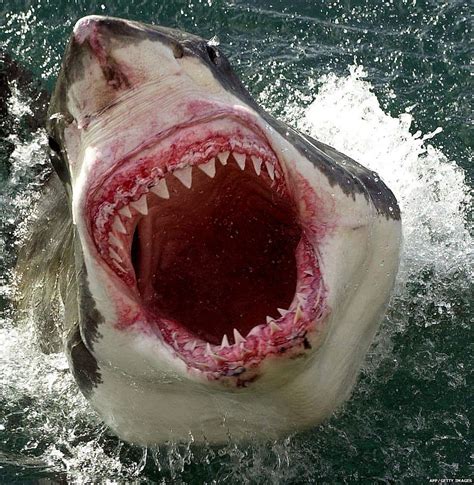 The Terrifying Weeks In History That Spawned Our Fear Of Sharks
