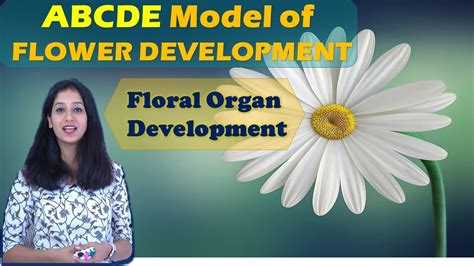 Abcde Model For Floral Organ Development I Flower Development I