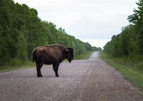 Can Canada Preserve Wood Buffalo National Parks Unesco Status