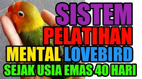 Cara Cepat Melatih Mental Lovebird Sejak Usia Muda Sistem In Out