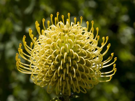 West Australian Flora Banksia Flower Banksia Is A Genus Flickr