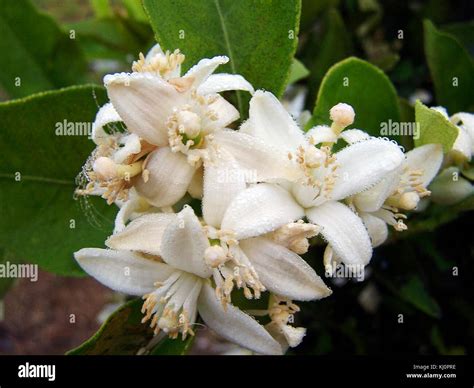 Citrus Blossoms Covered In Dew Stock Photo Alamy