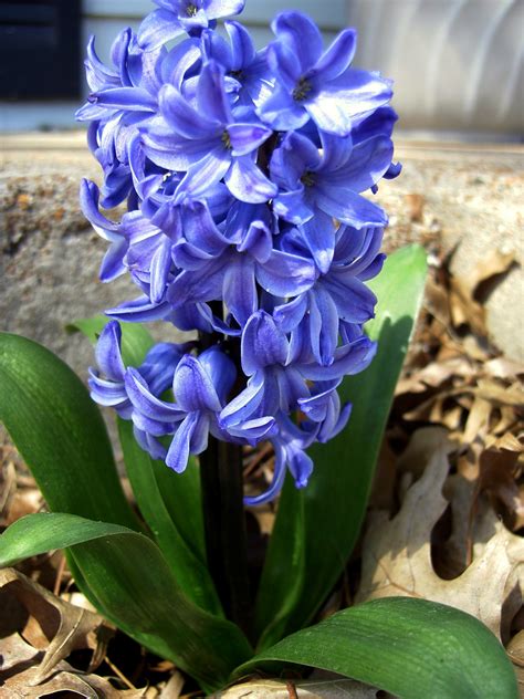 How To Plant Potted Hyacinths Garden Guides