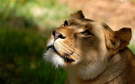 Lioness Wallpapers Wallpaper Cave