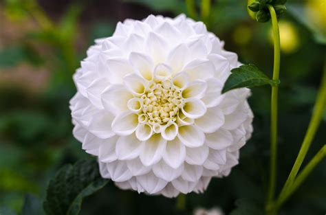 White Ball Dahlia Closeup Photography · Free Stock Photo