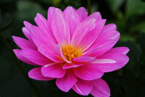 Filebeautiful Pink Flower West Virginia Forestwander