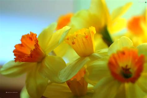 Flowers Narcissus Yellow Flowers Wallpapers 2560x1707
