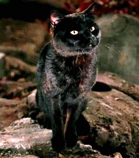 15 Famous Black Cat Names In Movies The Paws