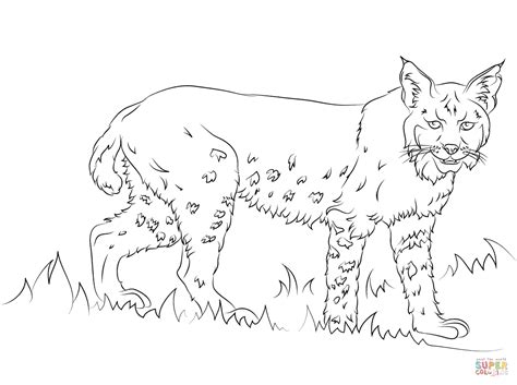 Add to favorites click to zoom coloringpageexpress 3,606 sales | 5 out of 5 stars. California Bobcat coloring page | Free Printable Coloring ...