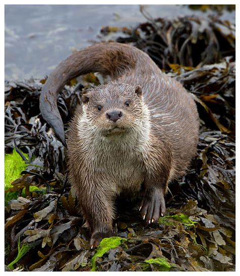 Otters Flickr