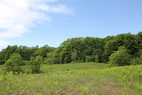 Vacant Land For Sale 120 Acres Elmira Michigan