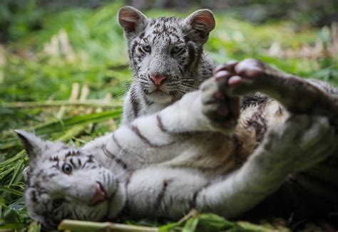 Two Rare White Tiger Cubs Find New Home In Nicaragua