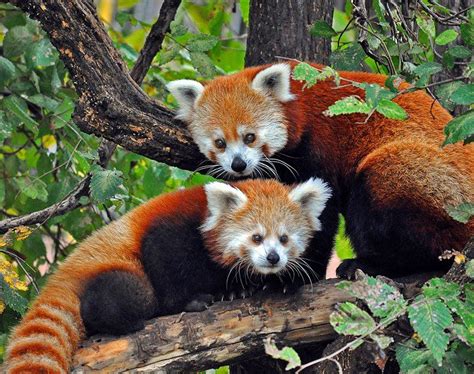 Red Pandas At Oklahoma City Zoo Reptiles Pet Mammals Panda Facts For