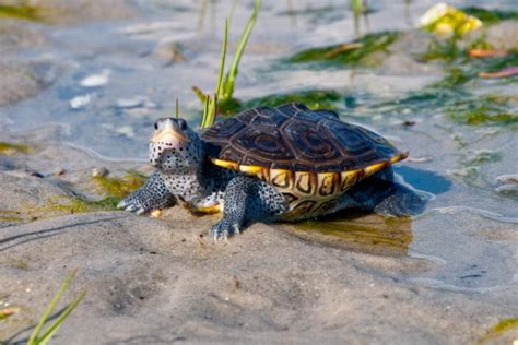 12 Pet Turtle Species That Stay Small With Pictures Pet Keen