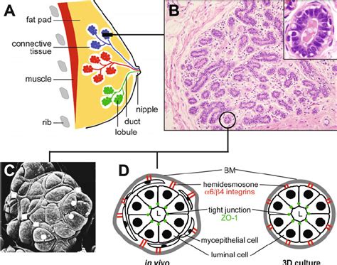 Human Mammary Gland Anatomy