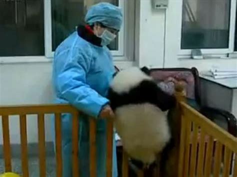 Aww Baby Panda Wont Stay Put In Its Crib Video