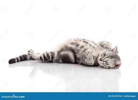 Pregnant American Shorthair Cat Lying Stock Photo Image Of Medical