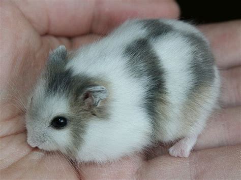 Winter White Russian Dwarf Hamster Hamsters Fofos Animais Super