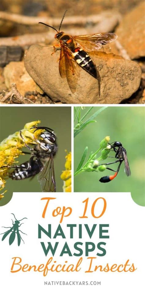 10 Texas Wasps To Know And Appreciate Native Backyards