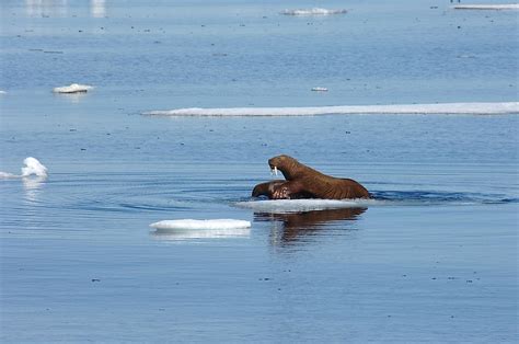10 Important Facts Related To The Chukchi Sea Worldatlas