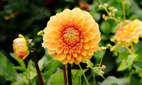Dahlia Flower Meaning Spiritual Symbolism Color Meaning And More