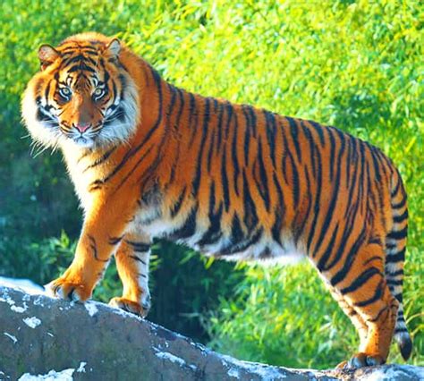 Biggest Tiger Ever Recorded