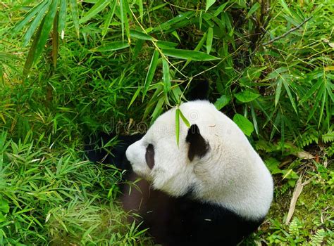 Giant Panda Eating Bamboo Stock Photo Image Of East 12921500
