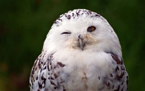 44 Snowy Owl Wallpapers