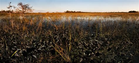 The Everglades A Must See In Florida English Blog