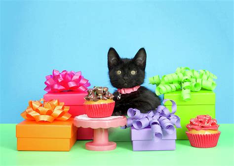 Happy Birthday Kitten Photograph By Sheila Fitzgerald