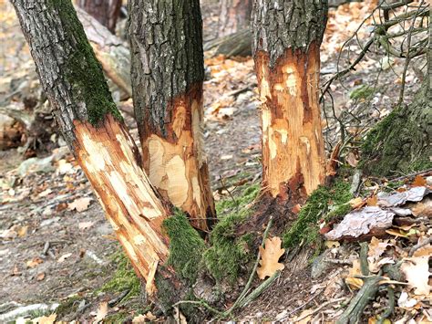 Tree Veteranisation Pollarding And Girdling Vs Tree Conservation