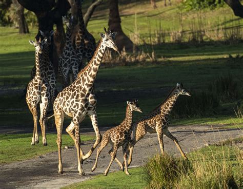 Two Masai Giraffe Calves Join Kilimanjaro Safaris At Animal Kingdom