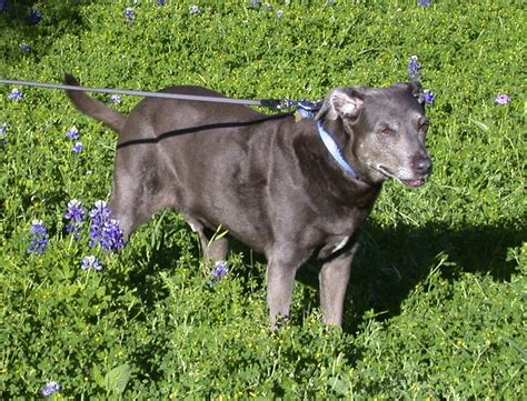 blue lacy dog breed standards