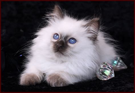 Balinese Cat For Sale California Cat And Dog