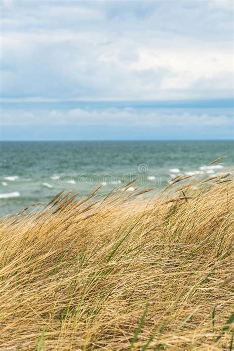 Beautiful Rough Blue Sea With Waves And Sandy Beach With Reeds And Dry