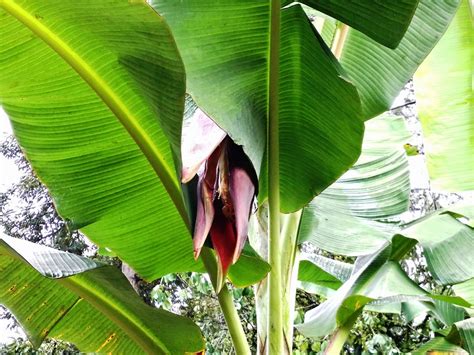 Pisang tanduk adalah jenis pisang besar yang bentuknya melengkung dan juga runcing seperti sebuah tanduk. FAMILIKUDPR: TANAM PISANG TANDUK