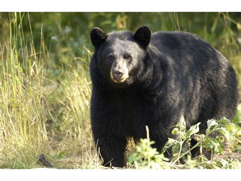 Michigan Black Bears Pillage States Beehives 5 Fast Facts Detroit
